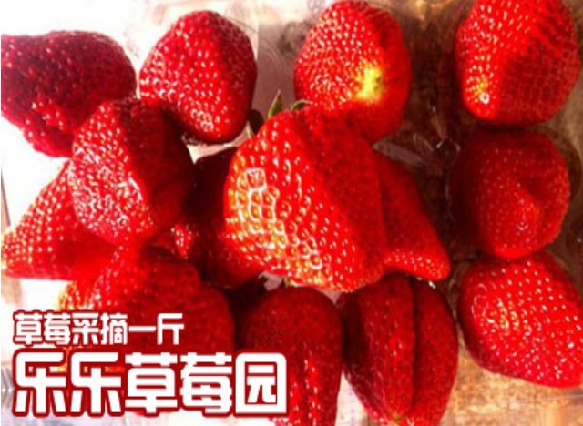 乐乐采摘园草莓1斤【深圳站】
